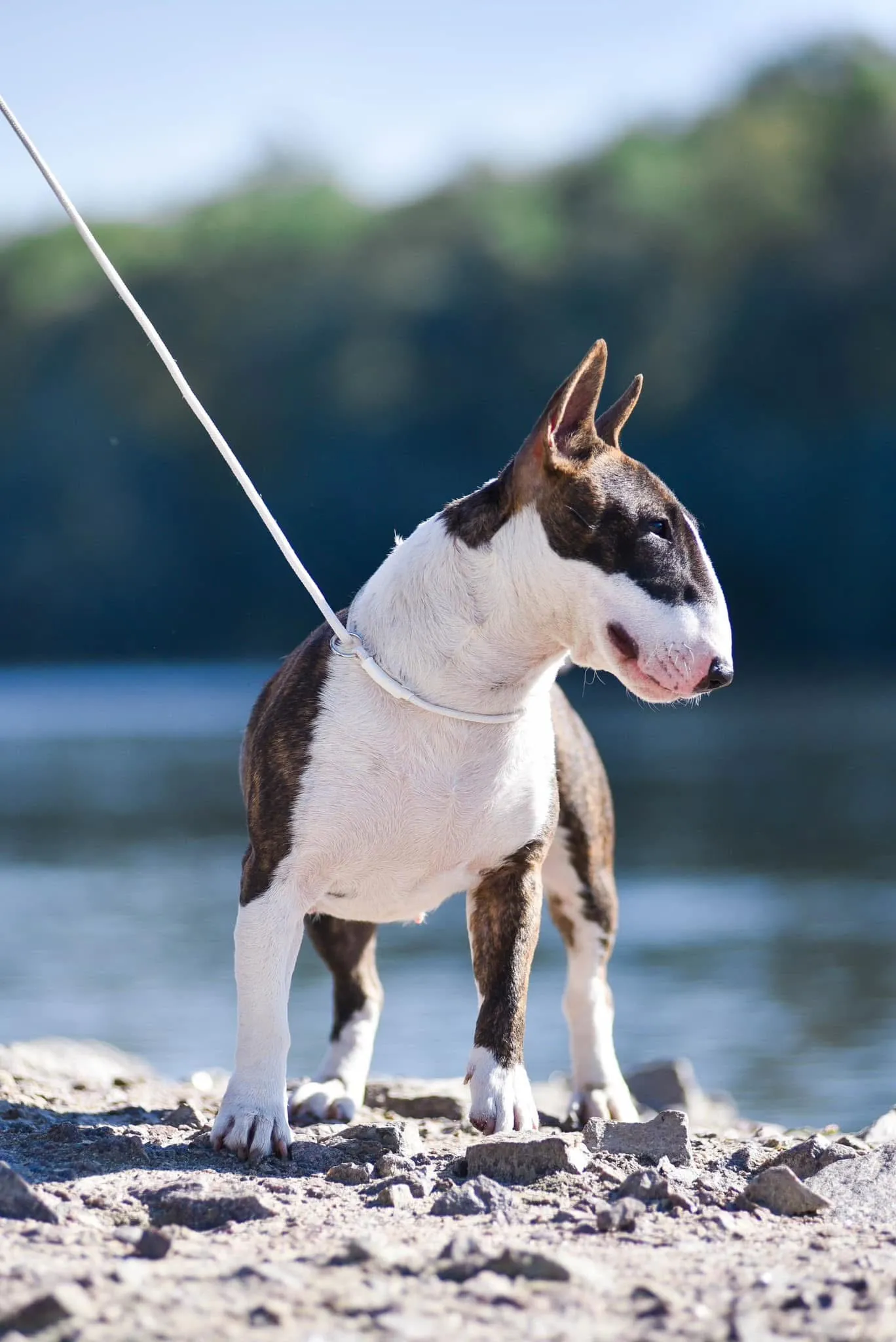 Bull Terrier