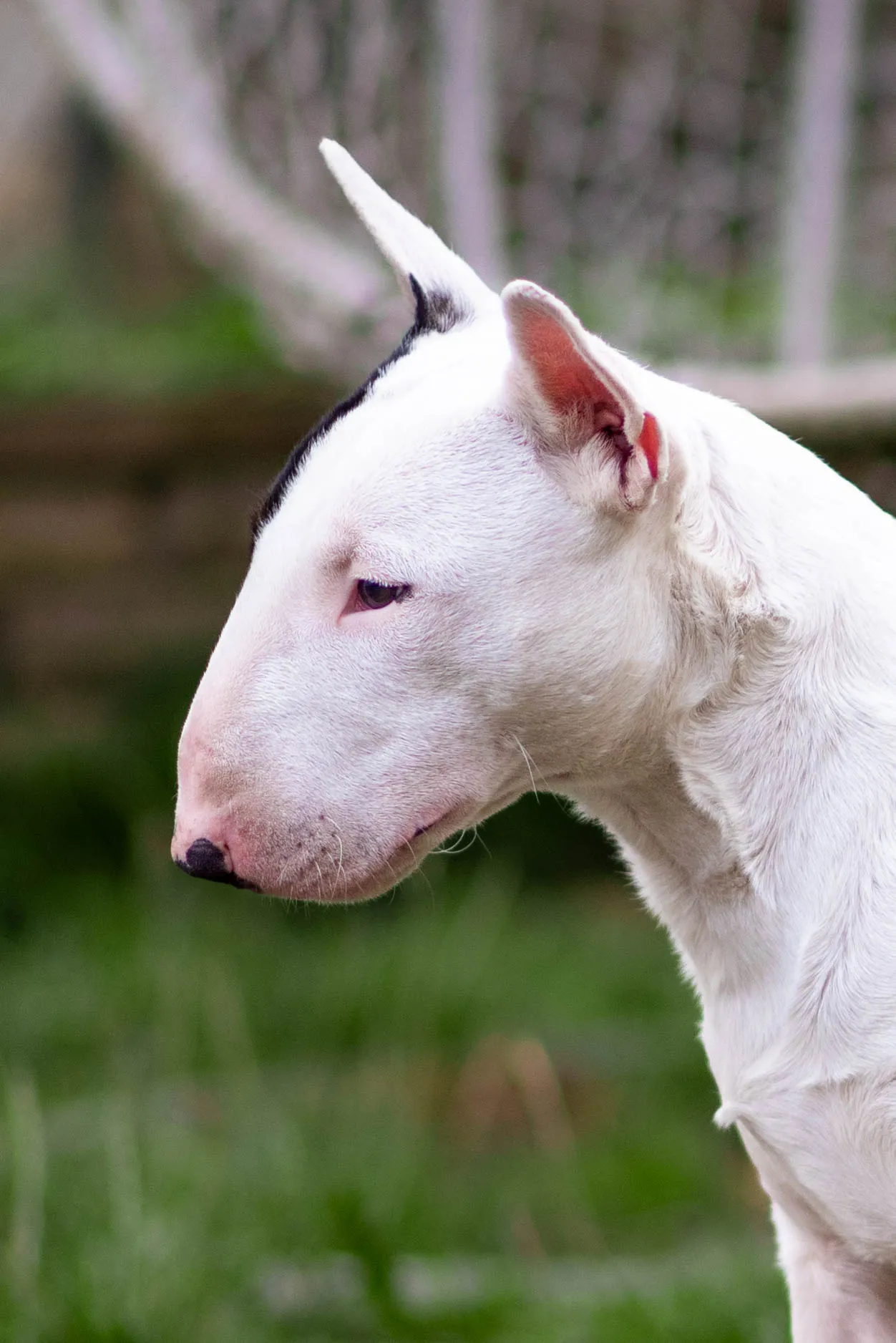 Bull Terrier