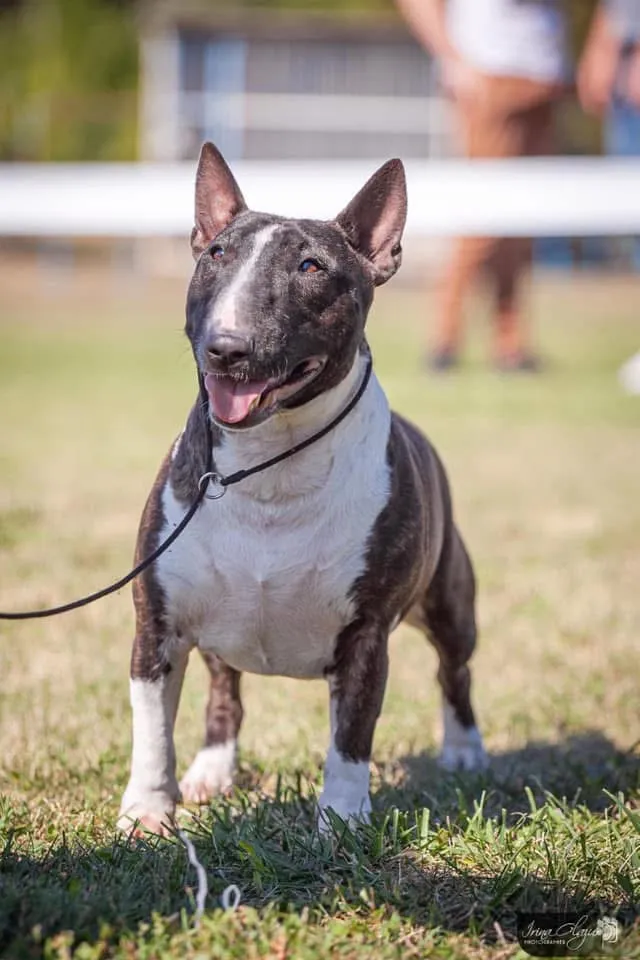 Bull Terrier