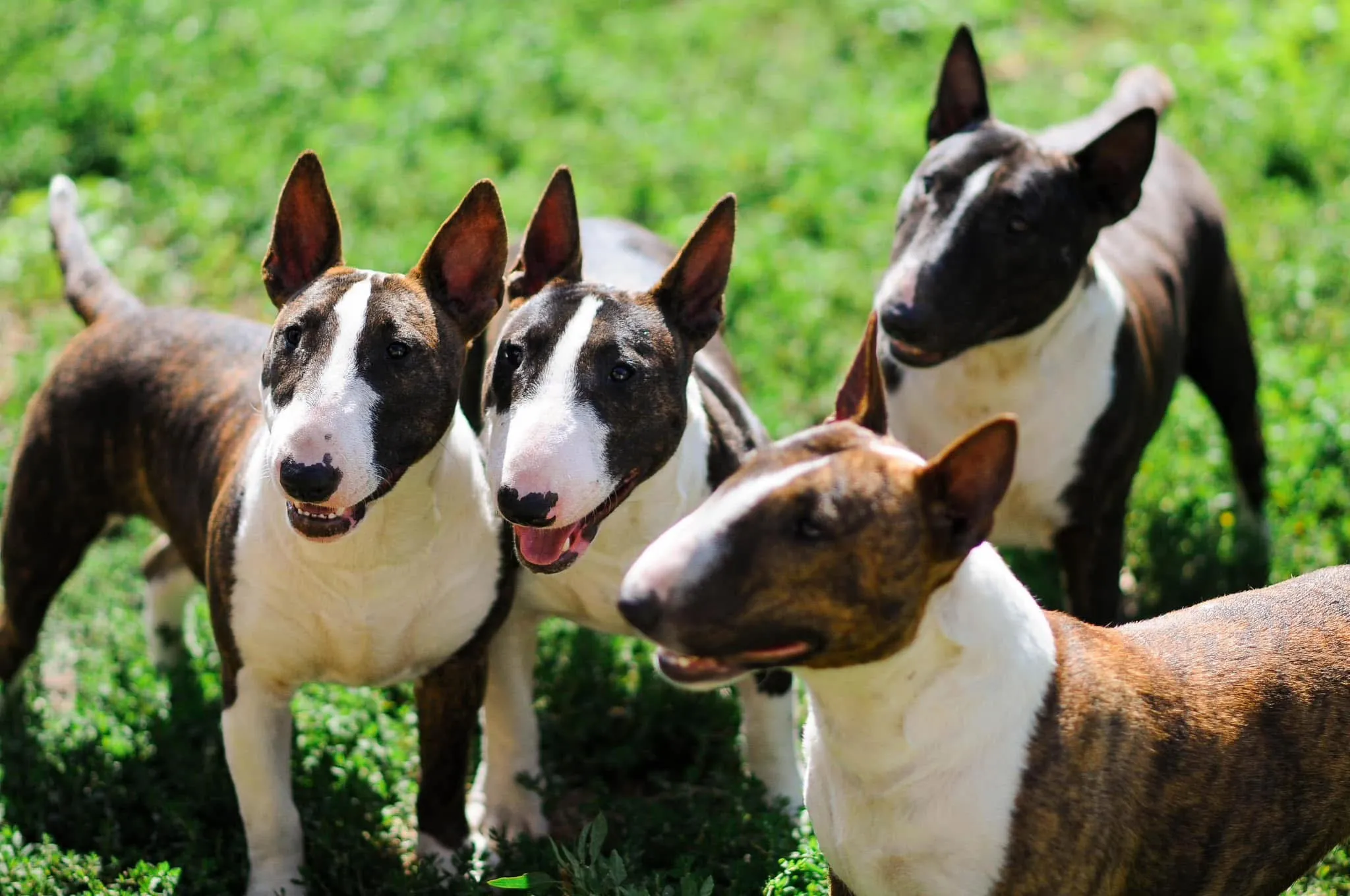 Bull Terrier
